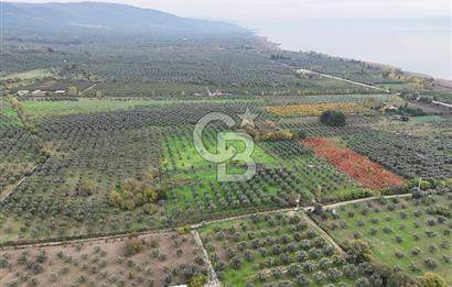 BURSA ORHANGAZİ ÜREĞİL'DE 20.221 M² SATILIK TARLA (ZEYTİNLİK) 