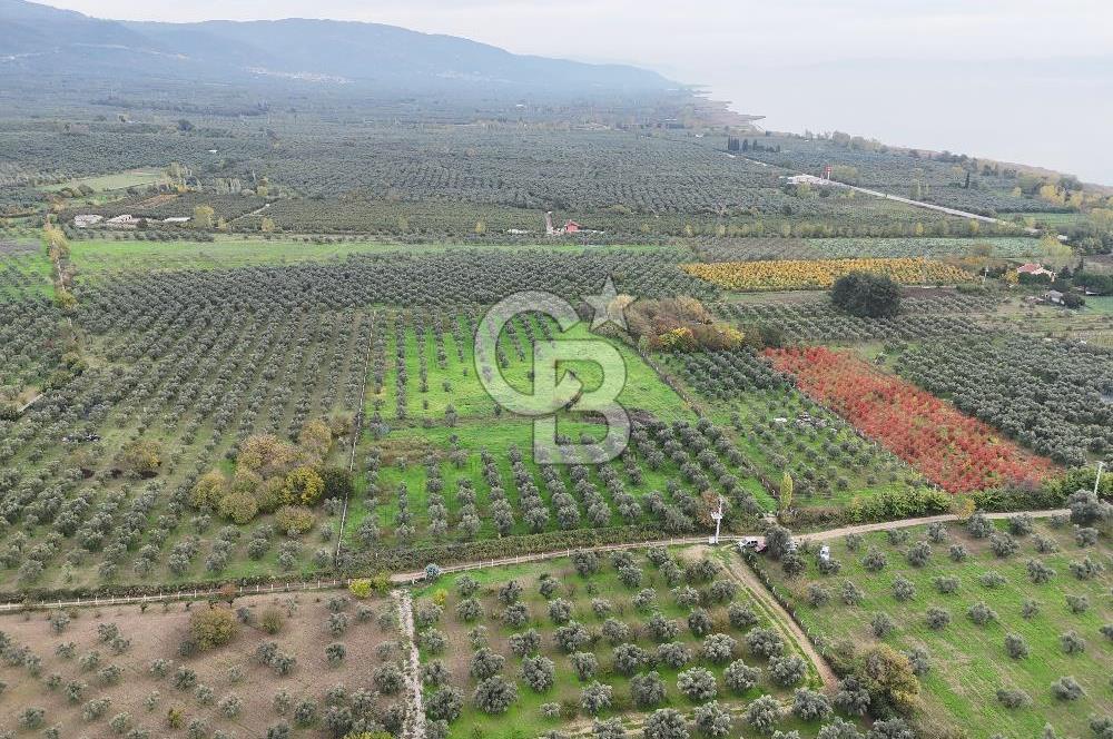 BURSA ORHANGAZİ ÜREĞİL'DE 20.221 M² SATILIK TARLA (ZEYTİNLİK) 