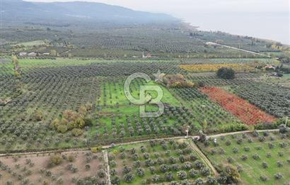BURSA ORHANGAZİ ÜREĞİL'DE 20.221 M² SATILIK TARLA (ZEYTİNLİK) 