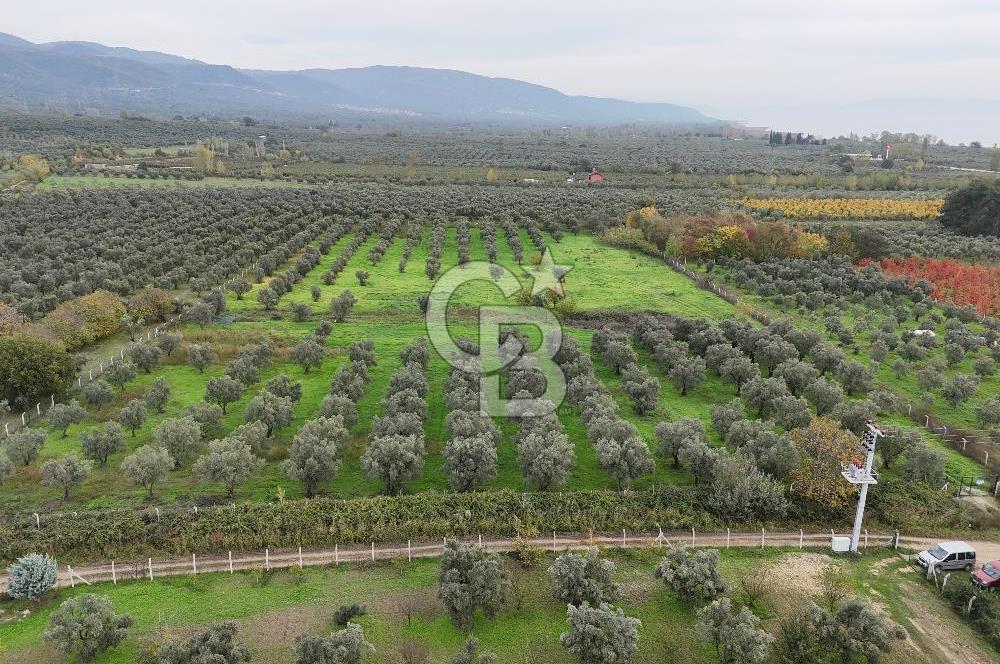 BURSA ORHANGAZİ ÜREĞİL'DE 20.221 M² SATILIK TARLA (ZEYTİNLİK) 