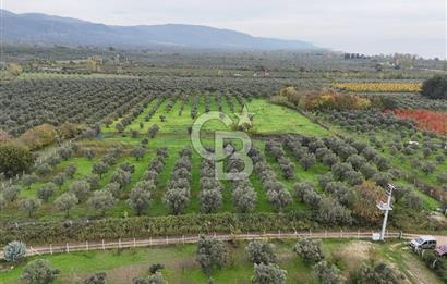 BURSA ORHANGAZİ ÜREĞİL'DE 20.221 M² SATILIK TARLA (ZEYTİNLİK) 