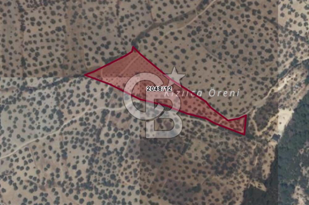 CB ODAK'TAN ALİAĞA AŞAĞIŞAKRAN'DA SATILIK 10 DÖNÜM ZEYTİNLİK