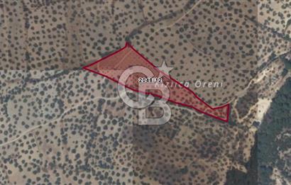 CB ODAK'TAN ALİAĞA AŞAĞIŞAKRAN'DA SATILIK 10 DÖNÜM ZEYTİNLİK