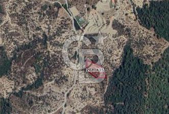 Seferihisar Beyler Köyü’nde Asfalta Yakın, 5.586 m² Verimli Zeytinlik – Yatırıma Uygun! - 7 - 313100