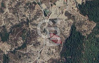 Seferihisar Beyler Köyü’nde Asfalta Yakın, 5.586 m² Verimli Zeytinlik – Yatırıma Uygun!