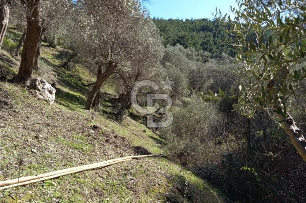 Seferihisar Beyler Köyü’nde Asfalta Yakın, 5.586 m² Verimli Zeytinlik – Yatırıma Uygun!