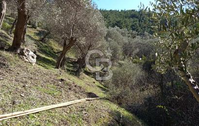 Seferihisar Beyler Köyü’nde Asfalta Yakın, 5.586 m² Verimli Zeytinlik – Yatırıma Uygun!