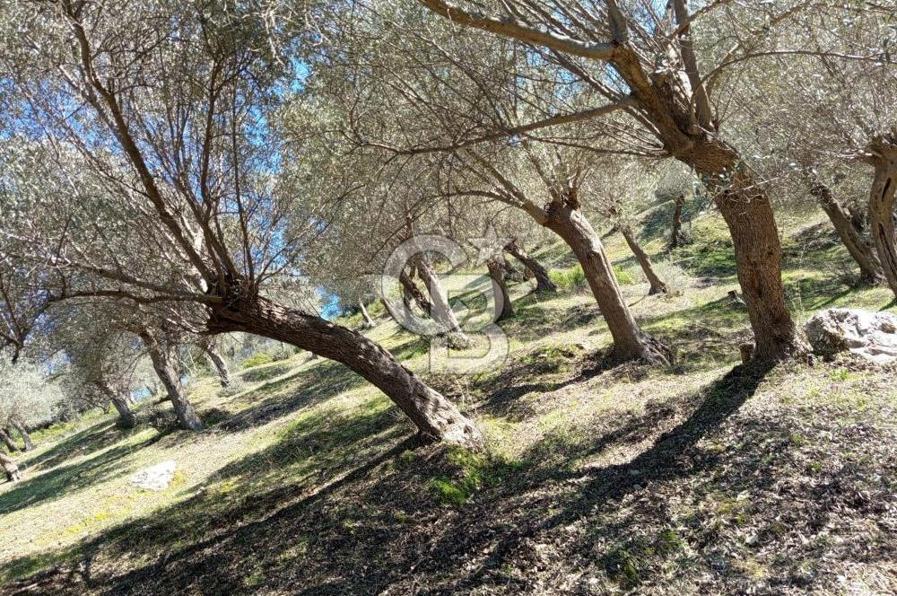 Seferihisar Beyler Köyü’nde Asfalta Yakın, 5.586 m² Verimli Zeytinlik – Yatırıma Uygun!