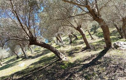 Seferihisar Beyler Köyü’nde Asfalta Yakın, 5.586 m² Verimli Zeytinlik – Yatırıma Uygun!