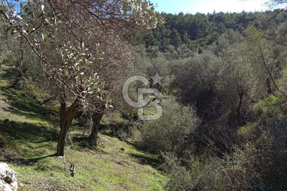 Seferihisar Beyler Köyü’nde Asfalta Yakın, 5.586 m² Verimli Zeytinlik – Yatırıma Uygun!