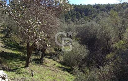 Seferihisar Beyler Köyü’nde Asfalta Yakın, 5.586 m² Verimli Zeytinlik – Yatırıma Uygun!