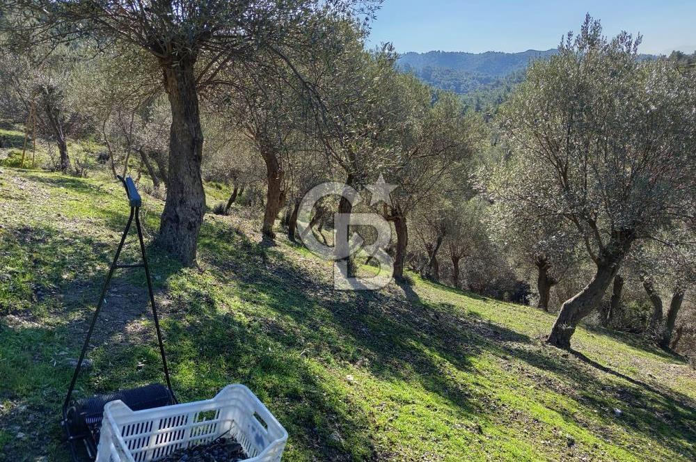 Seferihisar Beyler Köyü’nde Asfalta Yakın, 5.586 m² Verimli Zeytinlik – Yatırıma Uygun!
