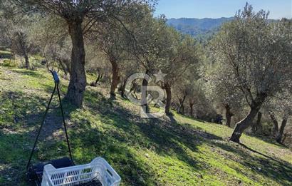 Seferihisar Beyler Köyü’nde Asfalta Yakın, 5.586 m² Verimli Zeytinlik – Yatırıma Uygun!