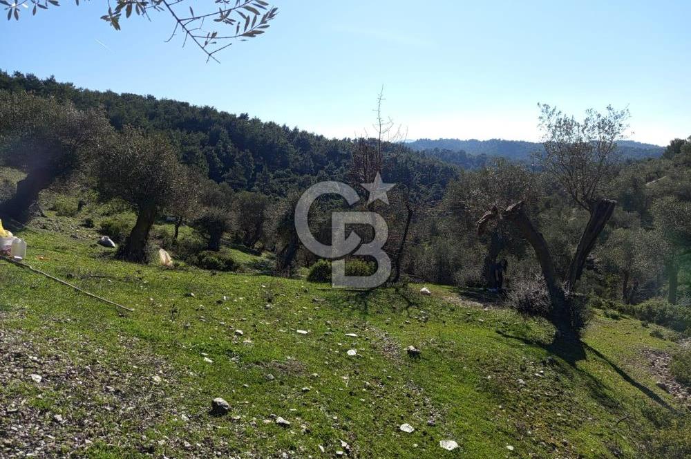 Seferihisar Beyler Köyü’nde Asfalta Yakın, 5.586 m² Verimli Zeytinlik – Yatırıma Uygun!