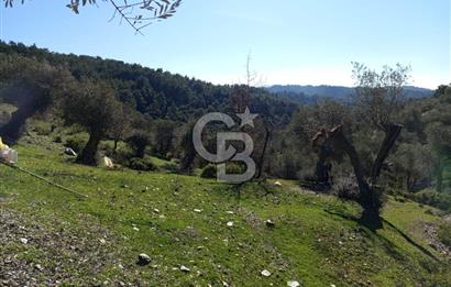 Seferihisar Beyler Köyü’nde Asfalta Yakın, 5.586 m² Verimli Zeytinlik – Yatırıma Uygun!