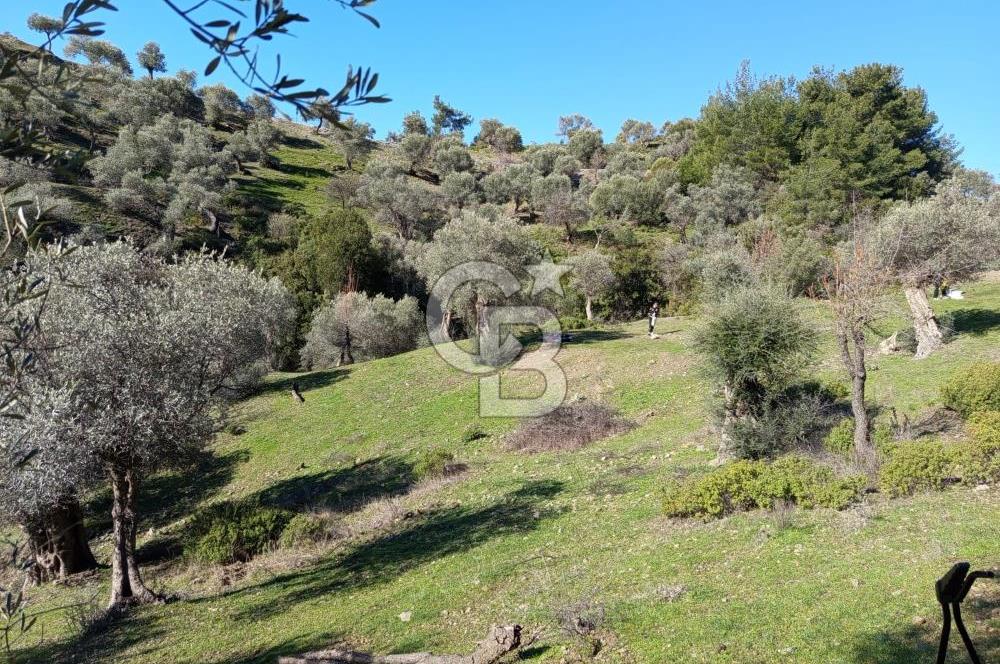 Seferihisar Beyler Köyü’nde Asfalta Yakın, 5.586 m² Verimli Zeytinlik – Yatırıma Uygun!