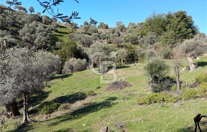 Seferihisar Beyler Köyü’nde Asfalta Yakın, 5.586 m² Verimli Zeytinlik – Yatırıma Uygun!