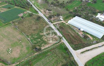 Çanakkale Ezine Uluköy 5195 M2 Satılık Tarla!