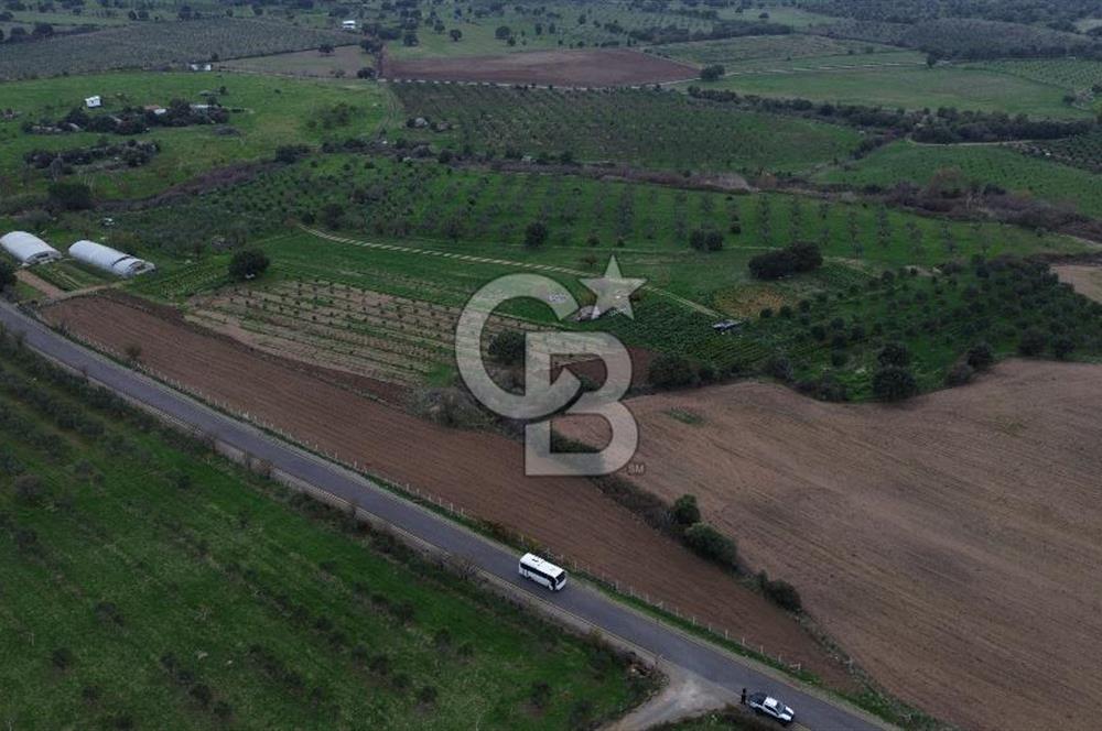 Çanakkale Ezine Yahyaçavus Köyü 4.437 M2 Satılık Tarla !