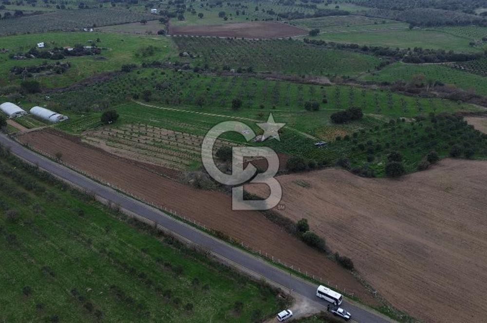 Çanakkale Ezine Yahyaçavus Köyü 4.437 M2 Satılık Tarla !