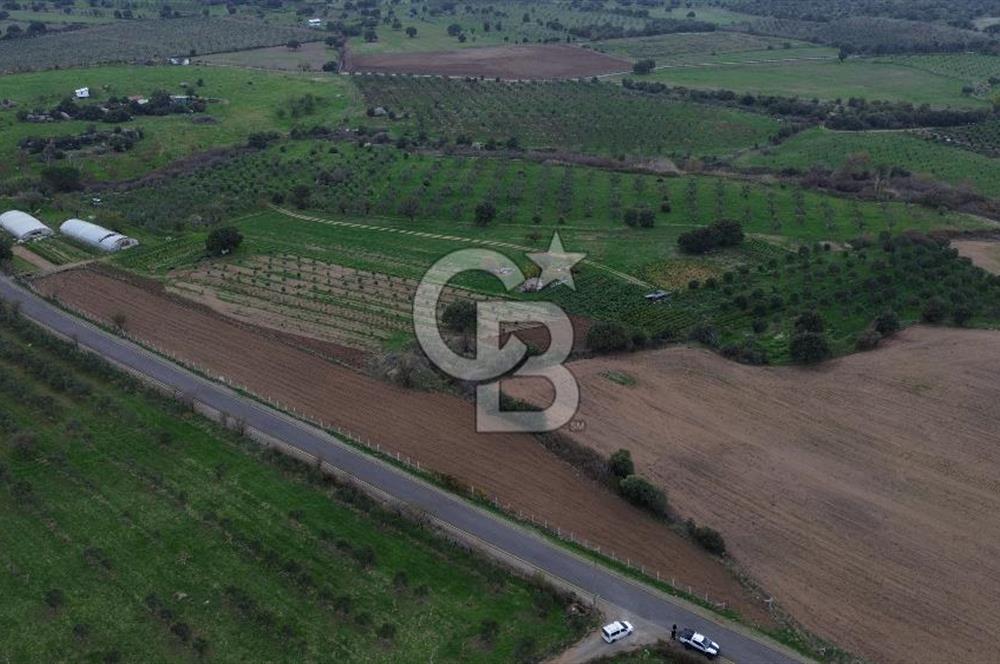 Çanakkale Ezine Yahyaçavus Köyü 4.437 M2 Satılık Tarla !