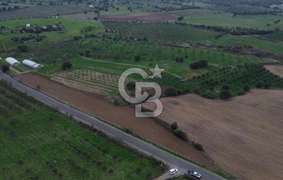 Çanakkale Ezine Yahyaçavus Köyü 4.437 M2 Satılık Tarla !