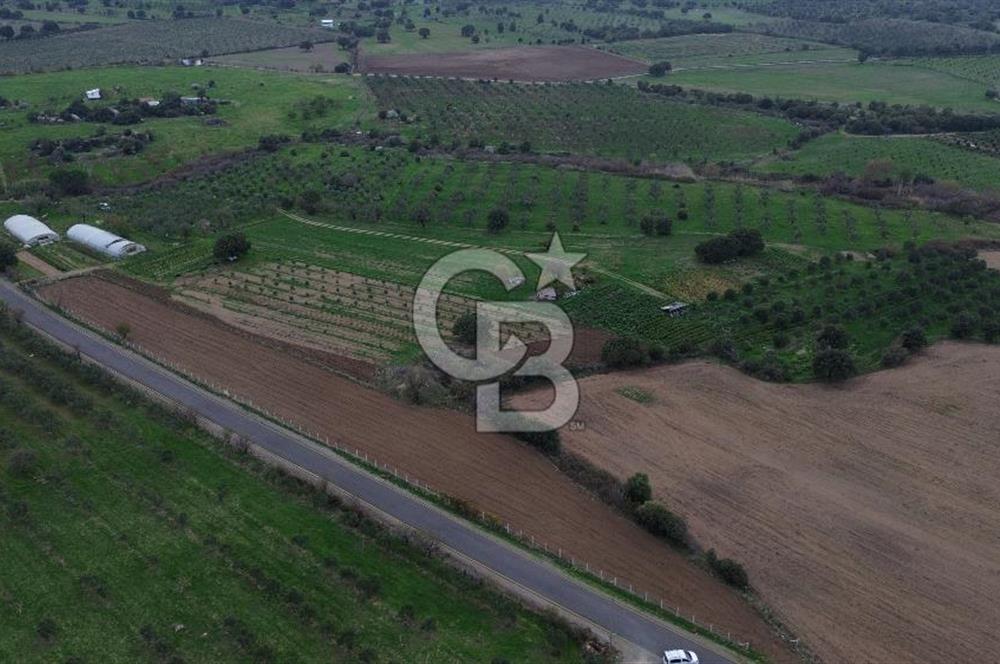 Çanakkale Ezine Yahyaçavus Köyü 4.437 M2 Satılık Tarla !