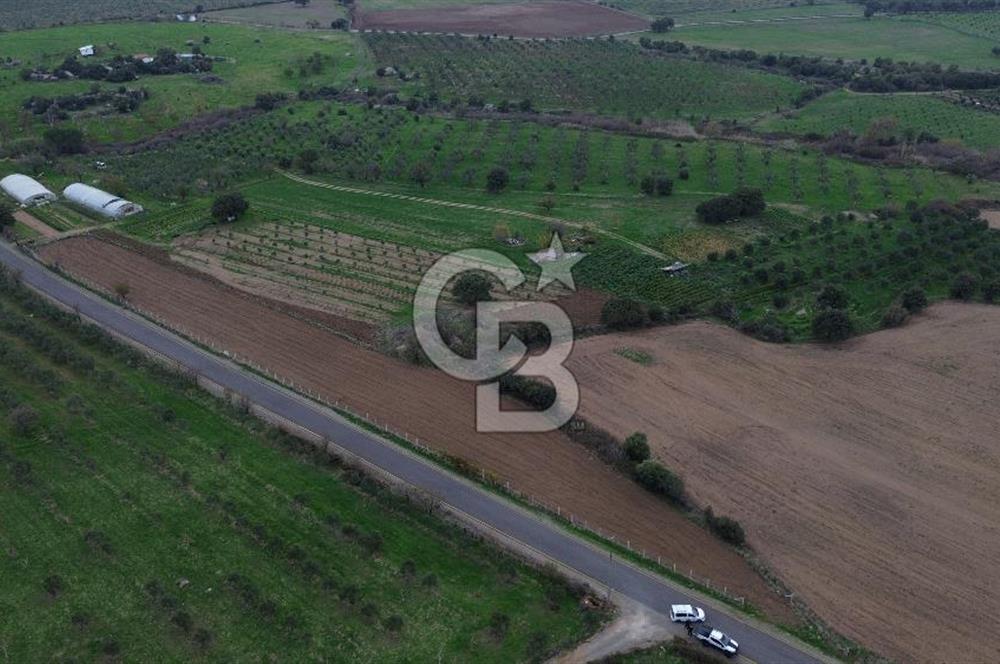 Çanakkale Ezine Yahyaçavus Köyü 4.437 M2 Satılık Tarla !