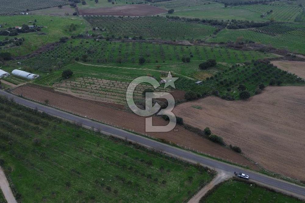 Çanakkale Ezine Yahyaçavus Köyü 4.437 M2 Satılık Tarla !