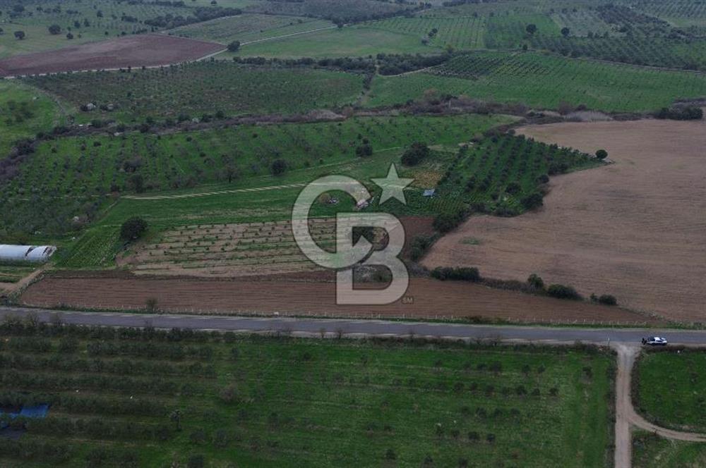 Çanakkale Ezine Yahyaçavus Köyü 4.437 M2 Satılık Tarla !