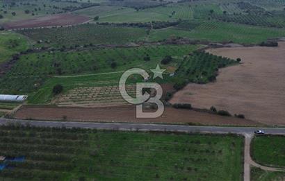 Çanakkale Ezine Yahyaçavus Köyü 4.437 M2 Satılık Tarla !