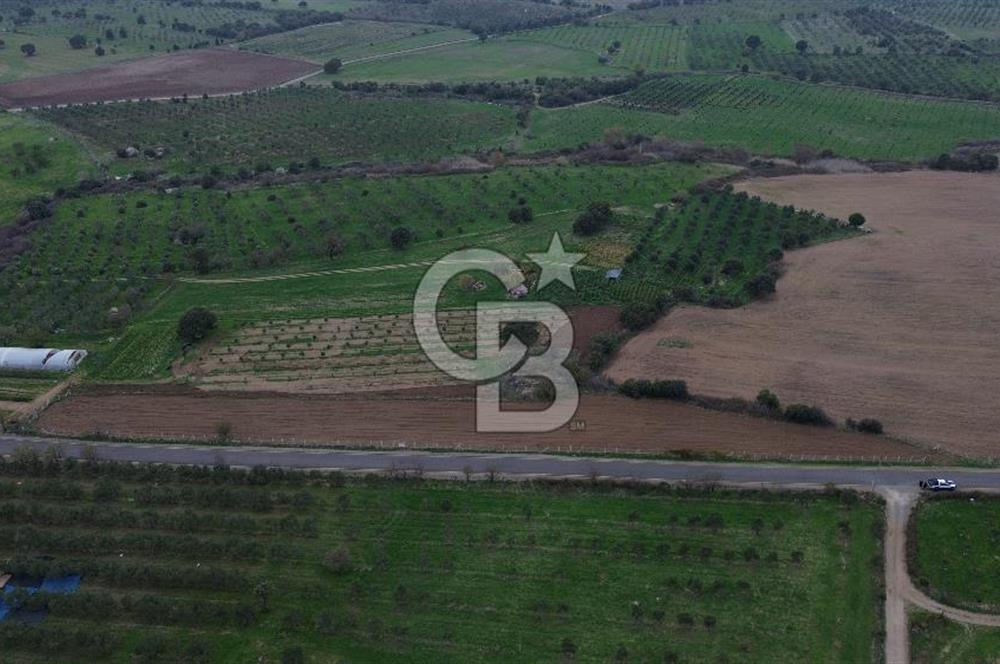 Çanakkale Ezine Yahyaçavus Köyü 4.437 M2 Satılık Tarla !