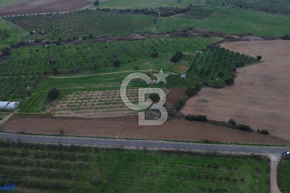 Çanakkale Ezine Yahyaçavus Köyü 4.437 M2 Satılık Tarla !