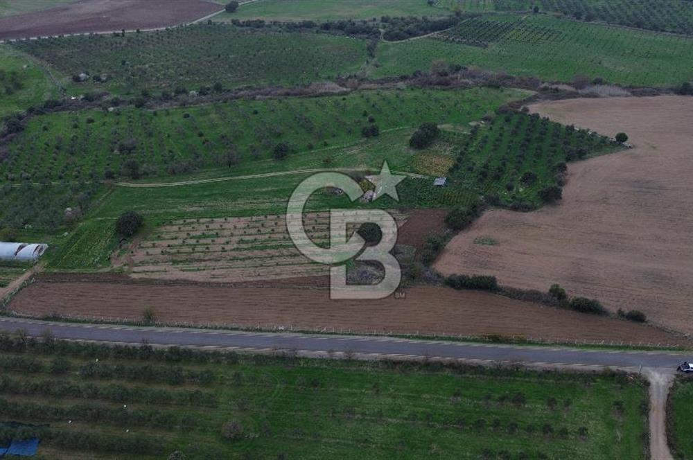 Çanakkale Ezine Yahyaçavus Köyü 4.437 M2 Satılık Tarla !