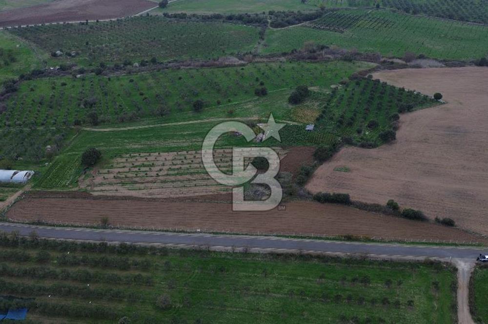 Çanakkale Ezine Yahyaçavus Köyü 4.437 M2 Satılık Tarla !