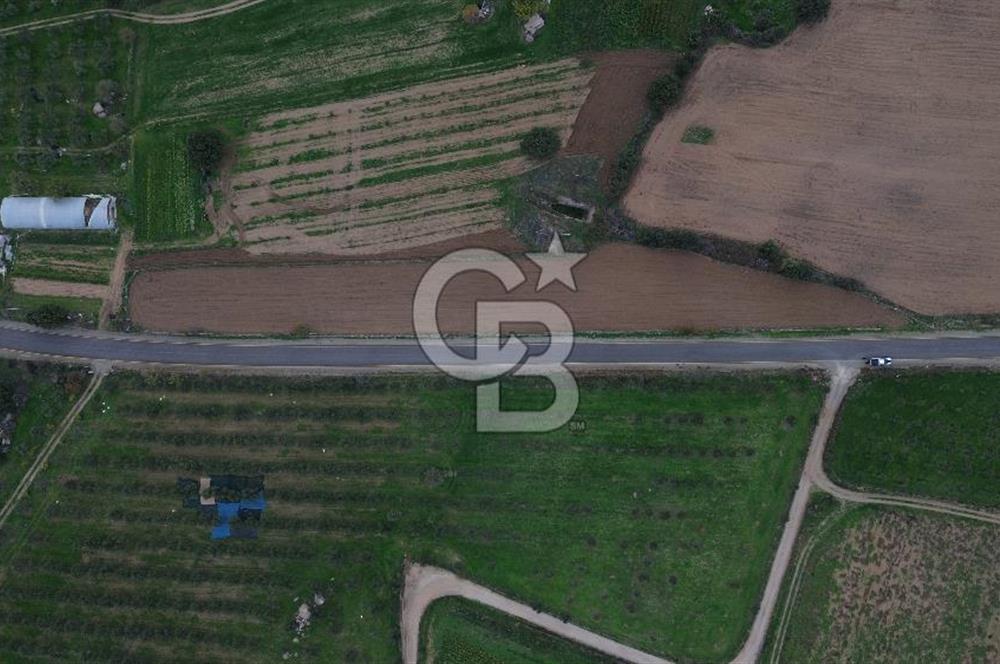 Çanakkale Ezine Yahyaçavus Köyü 4.437 M2 Satılık Tarla !