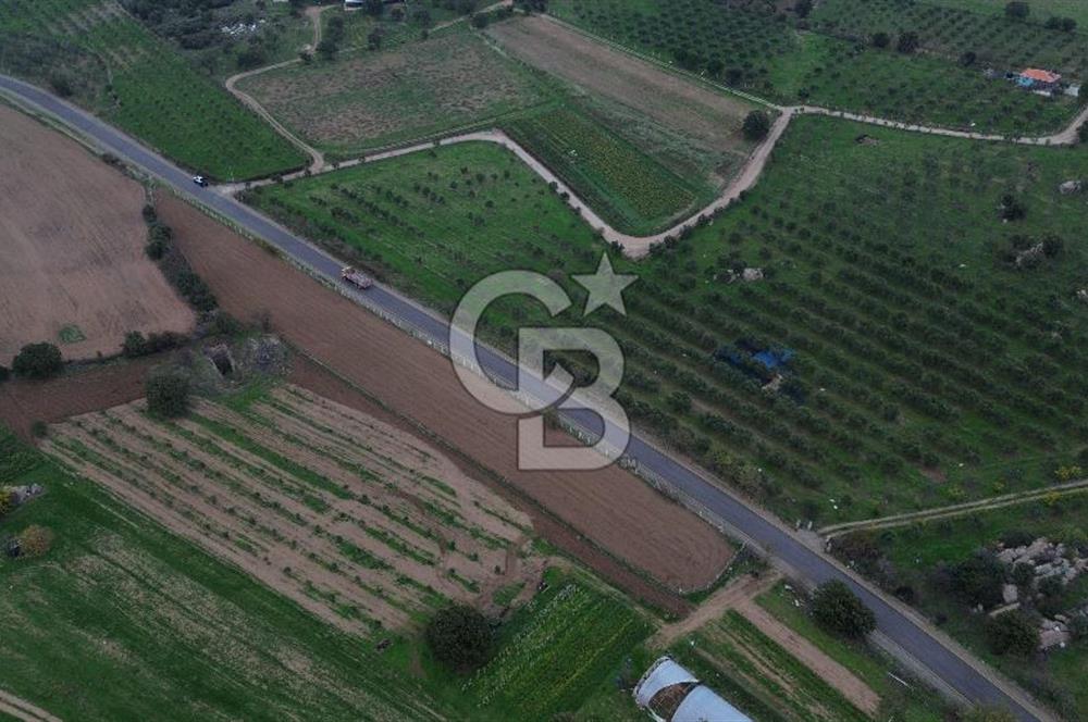 Çanakkale Ezine Yahyaçavus Köyü 4.437 M2 Satılık Tarla !