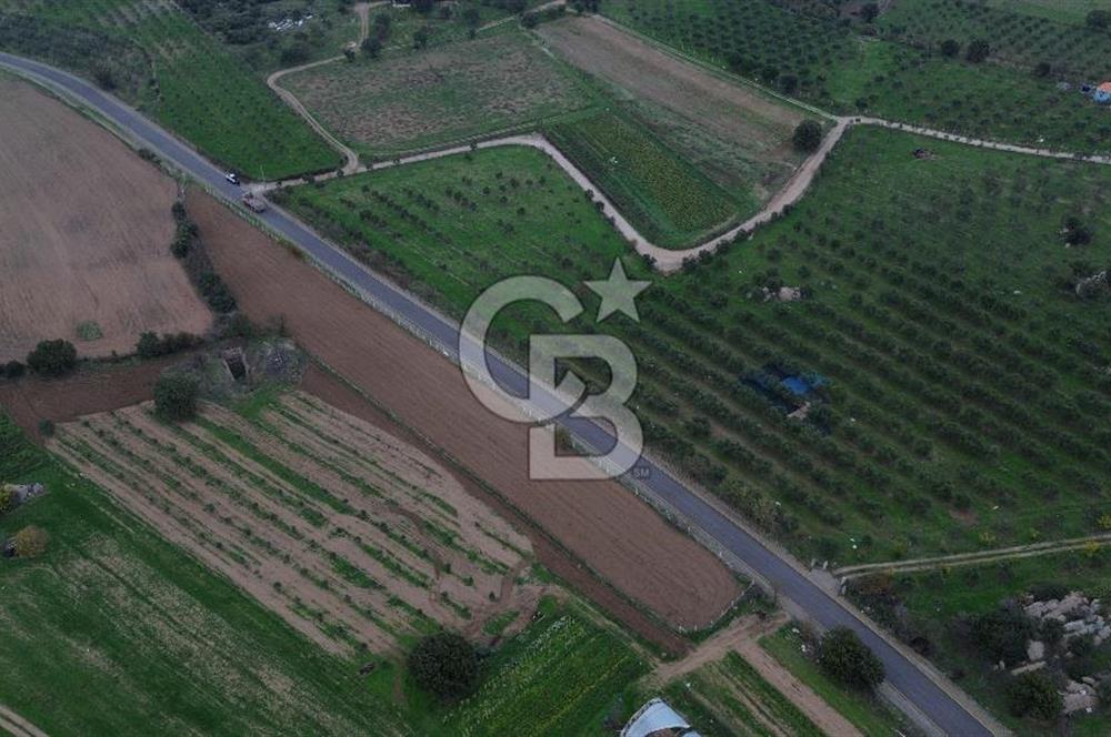 Çanakkale Ezine Yahyaçavus Köyü 4.437 M2 Satılık Tarla !