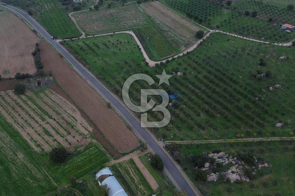 Çanakkale Ezine Yahyaçavus Köyü 4.437 M2 Satılık Tarla !