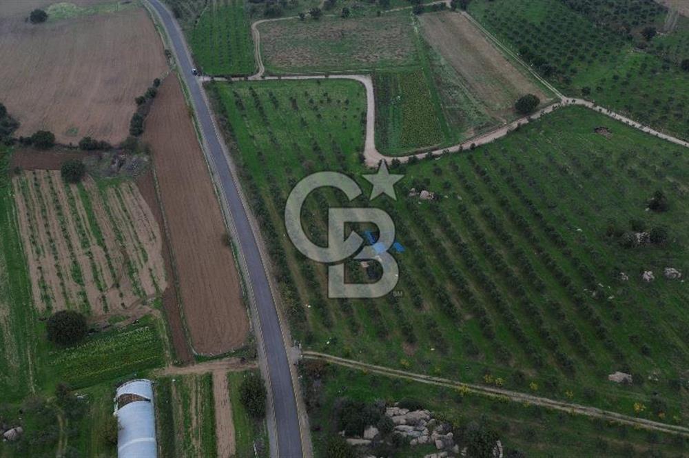 Çanakkale Ezine Yahyaçavus Köyü 4.437 M2 Satılık Tarla !