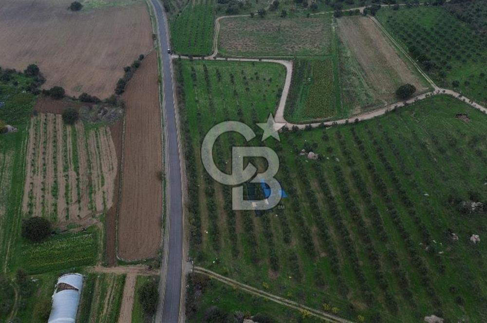 Çanakkale Ezine Yahyaçavus Köyü 4.437 M2 Satılık Tarla !