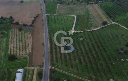 Çanakkale Ezine Yahyaçavus Köyü 4.437 M2 Satılık Tarla !