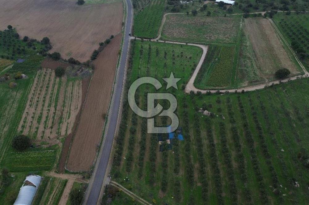 Çanakkale Ezine Yahyaçavus Köyü 4.437 M2 Satılık Tarla !