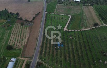 Çanakkale Ezine Yahyaçavus Köyü 4.437 M2 Satılık Tarla !