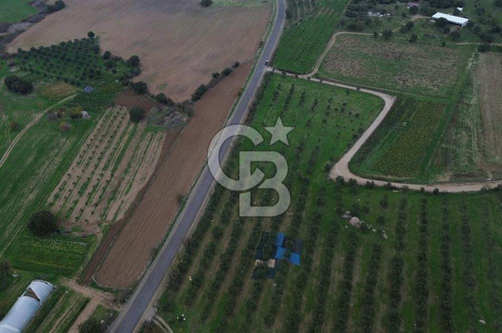 Çanakkale Ezine Yahyaçavus Köyü 4.437 M2 Satılık Tarla !