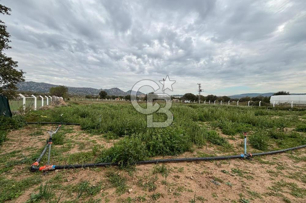 Çanakkale Ezine Uluköy 5195 M2 Satılık Tarla!