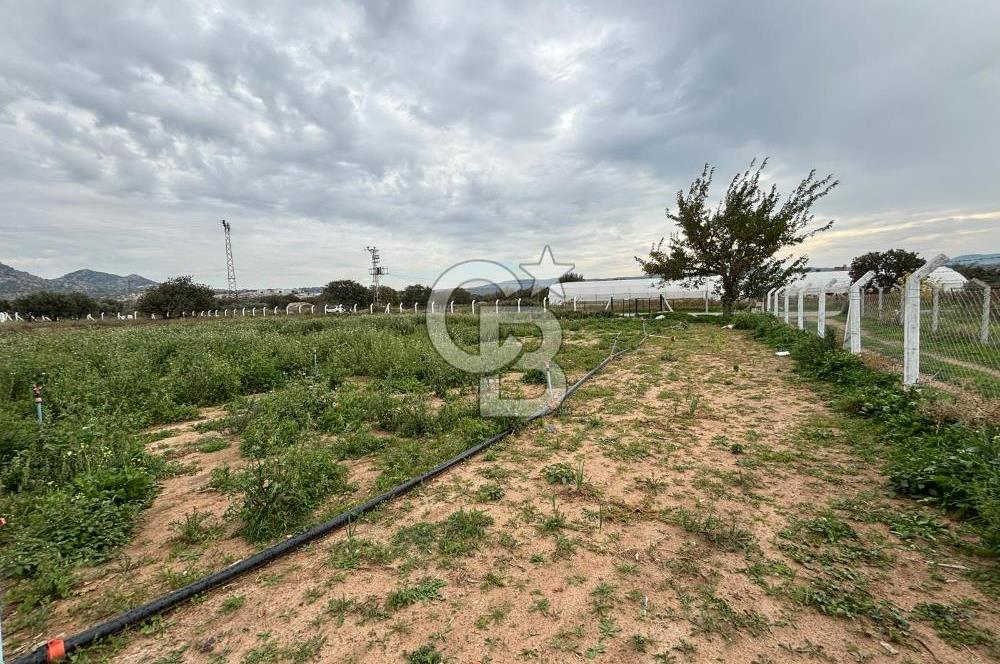 Çanakkale Ezine Uluköy 5195 M2 Satılık Tarla!