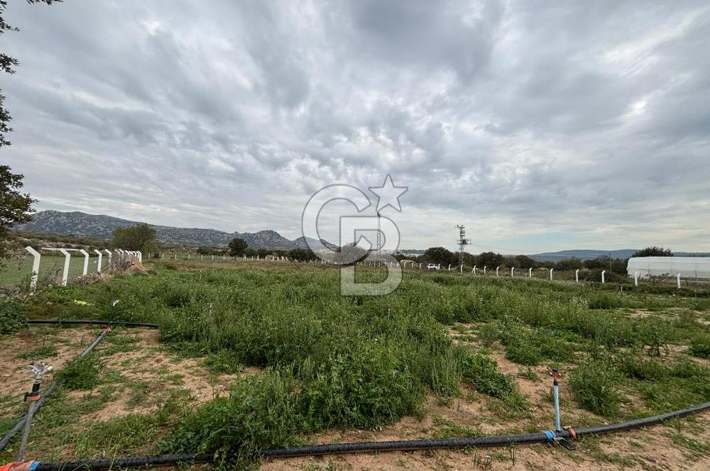 Çanakkale Ezine Uluköy 5195 M2 Satılık Tarla!