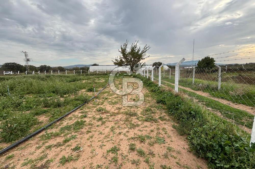 Çanakkale Ezine Uluköy 5195 M2 Satılık Tarla!