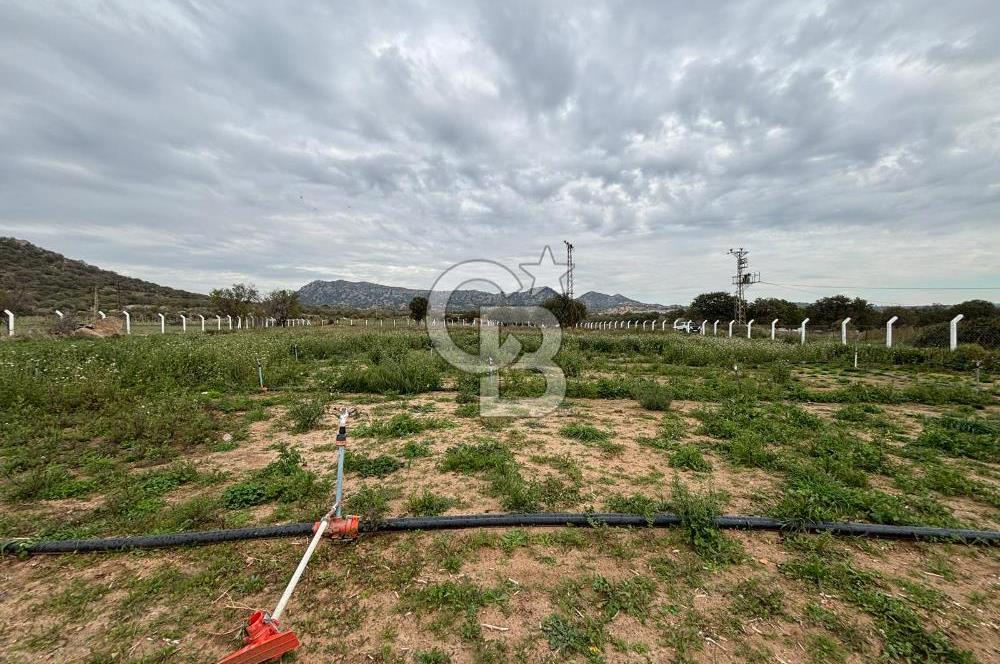 Çanakkale Ezine Uluköy 5195 M2 Satılık Tarla!